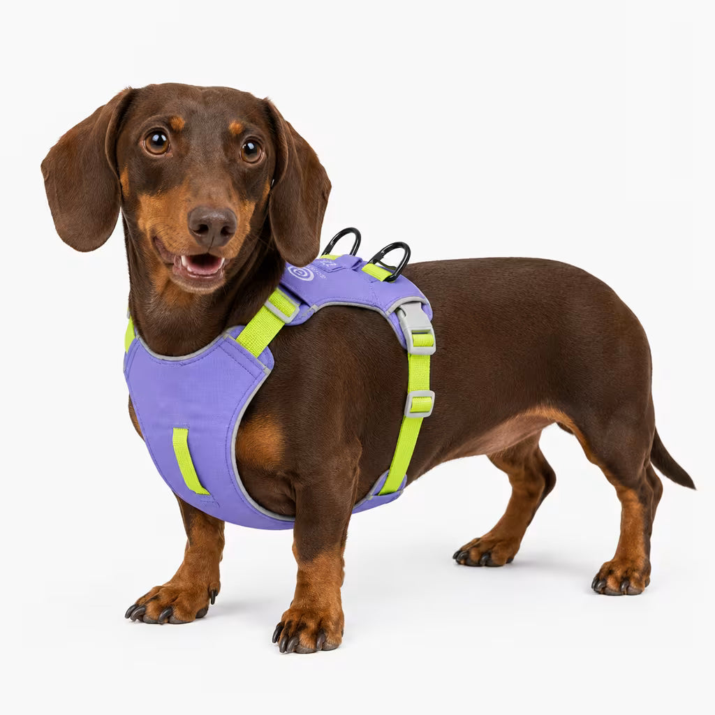 Red smooth-coat Dachshund wearing the ComfortGuard Harness in purple with lime straps and dual back D-rings.