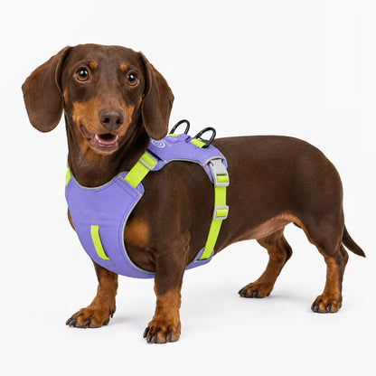 Red smooth-coat Dachshund wearing the ComfortGuard Harness in purple with lime straps and dual back D-rings.