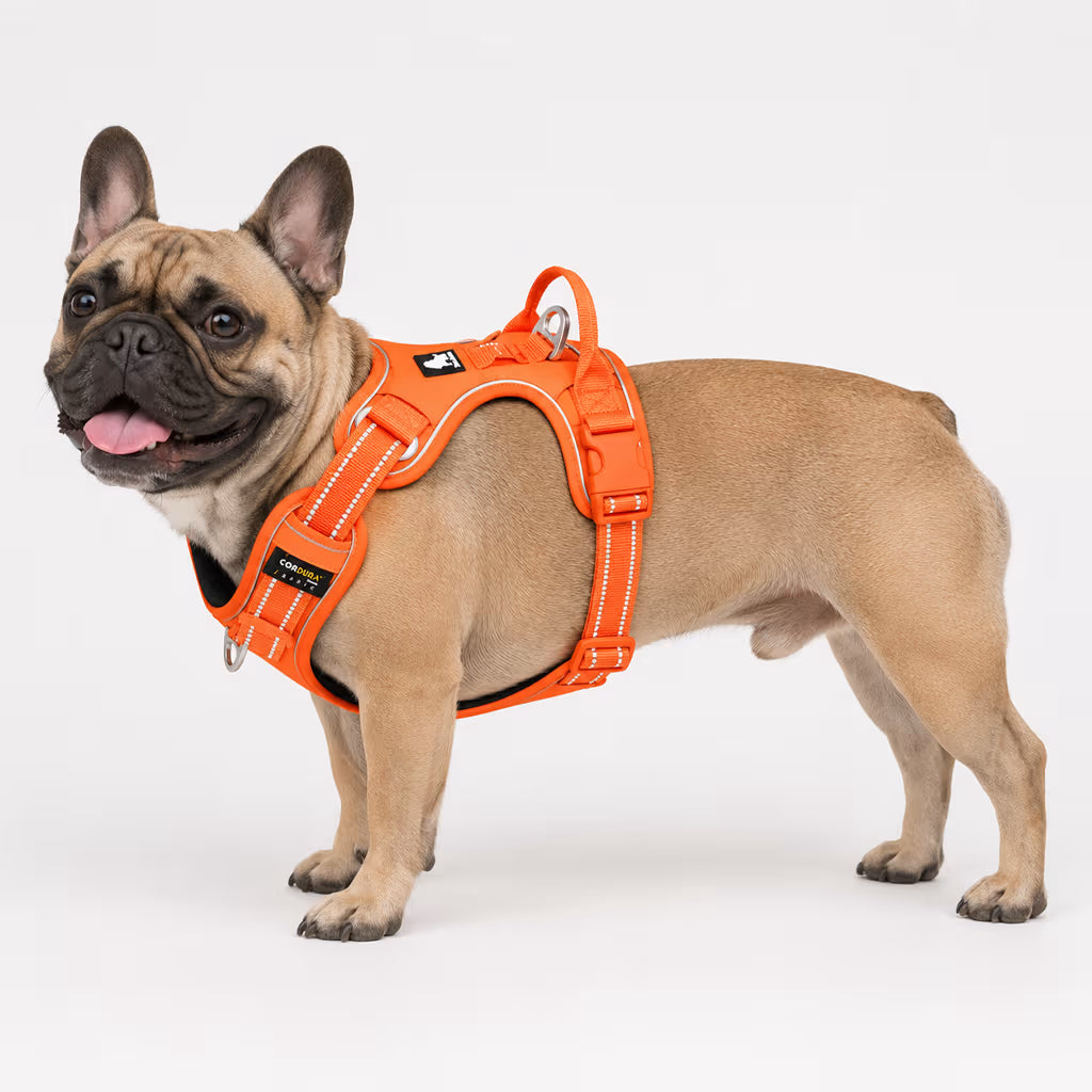 Fawn French Bulldog wearing the CoreControl Harness in orange with reflective stitching, a top handle, and a side D-ring.
