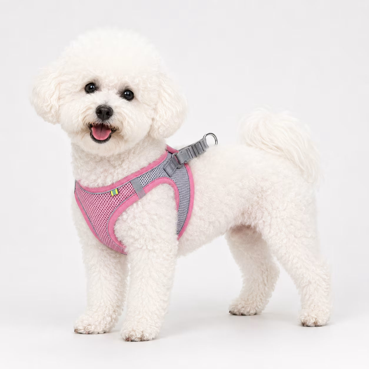 Bichon Frise wearing the EasyMesh Harness in pink with breathable mesh panels and a back D-ring.