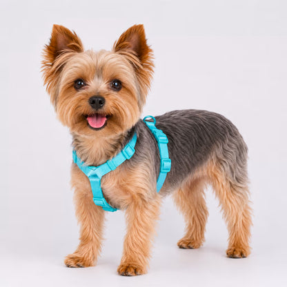 Yorkshire Terrier wearing the FlexStrap Harness in turquoise with minimal straps and adjustable buckles.