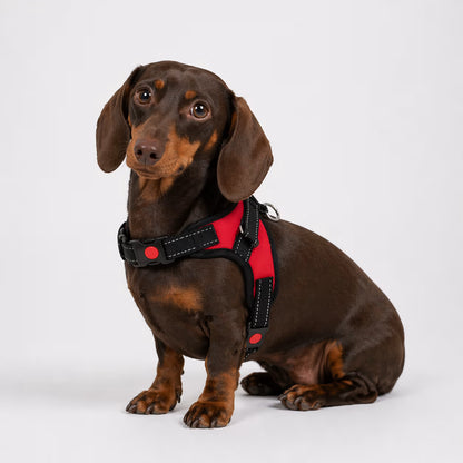 Chocolate and tan Dachshund seated in the GlideStrap Harness in red and black with quick-release buckles visible.