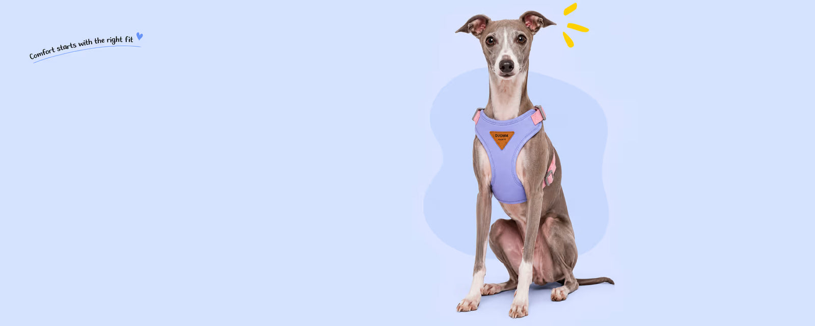 Italian Greyhound sitting and wearing a purple vest harness for small dogs on a light blue background