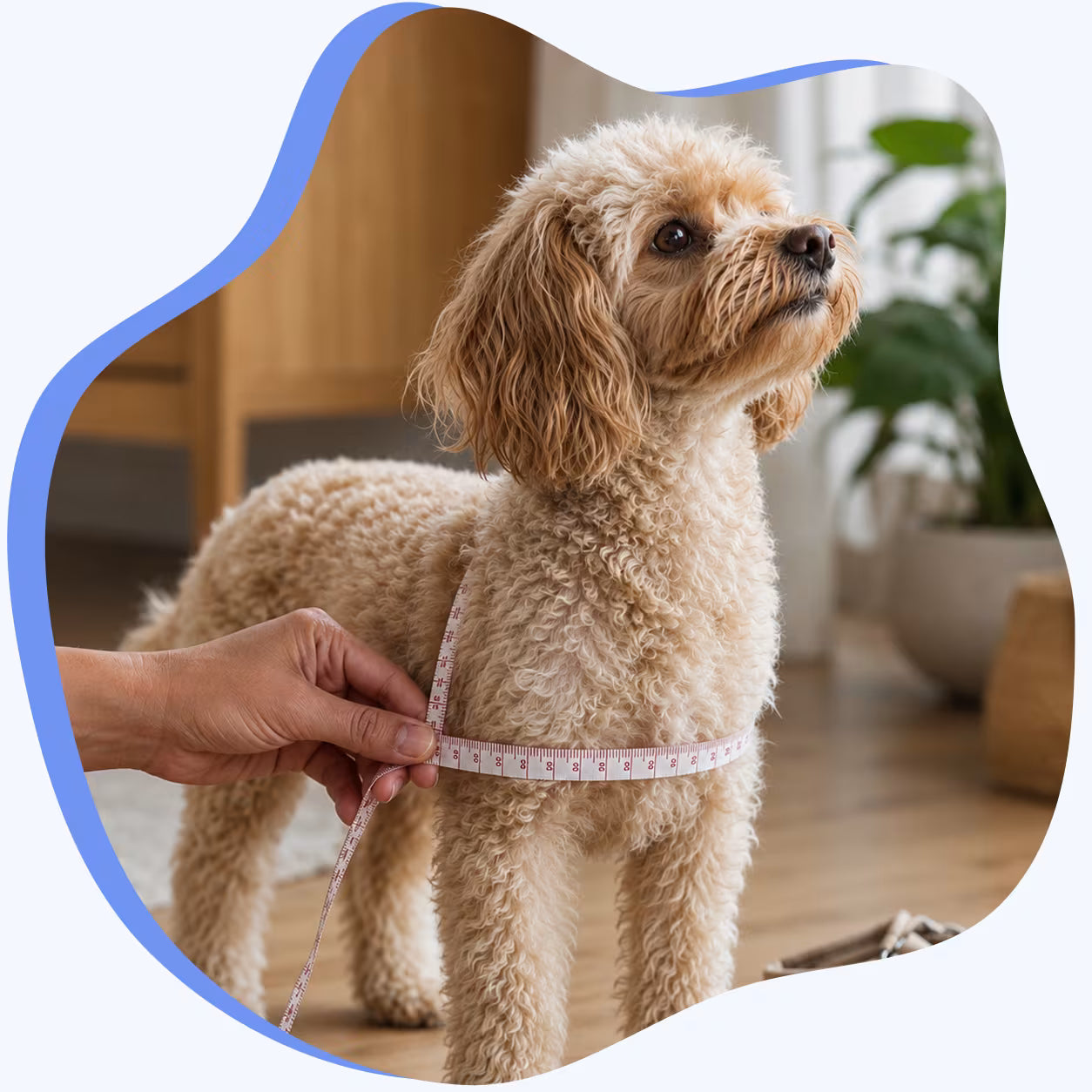 Hand using a soft tape measure to check a small dog's chest circumference for the right harness fit at home
