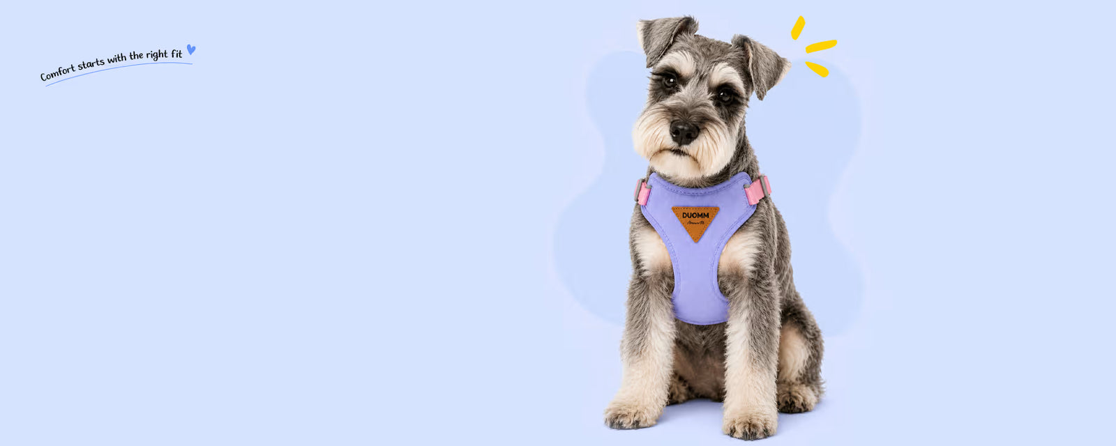 Miniature Schnauzer sitting and wearing a purple vest harness for small dogs on a light blue background
