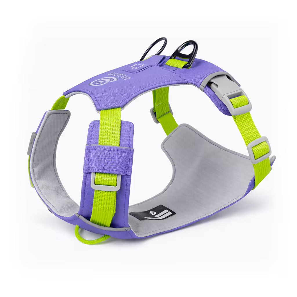 Purple padded harness with dual back rings and adjustable straps for small dogs