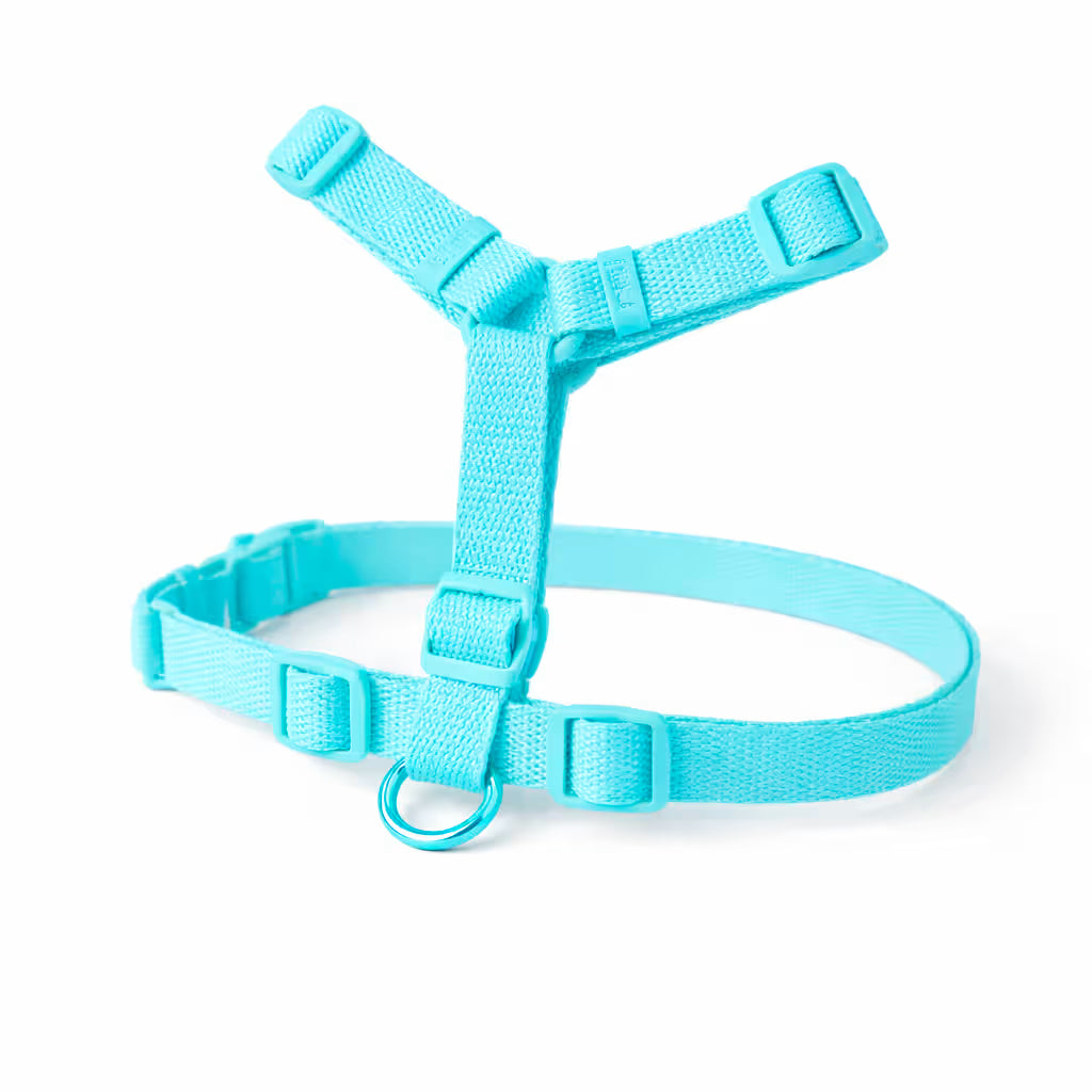 Blue strap harness with adjustable fit and front D-ring for small dogs