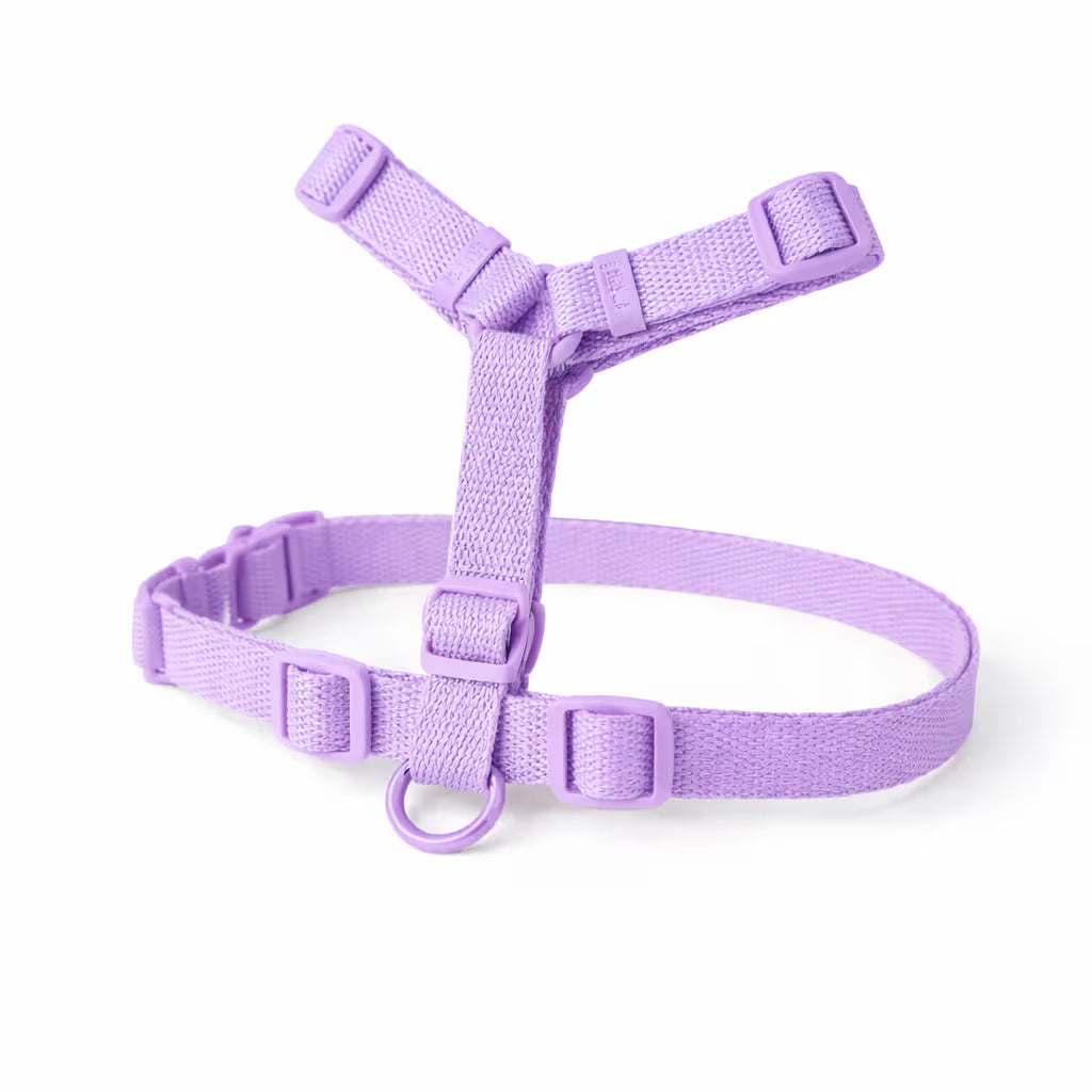 Purple strap harness with adjustable fit and front D-ring for small dogs