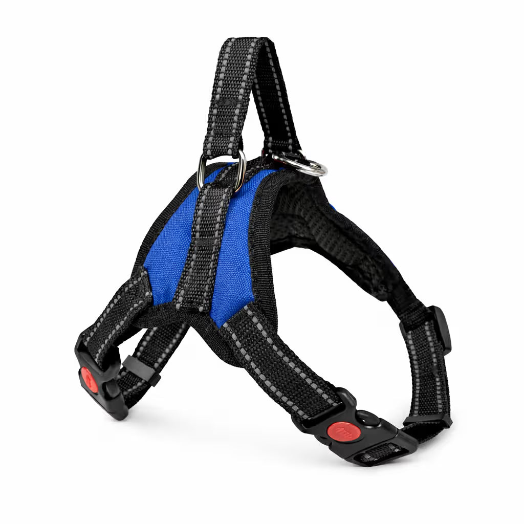 Blue strap harness with padded chest panel and top handle for small dogs