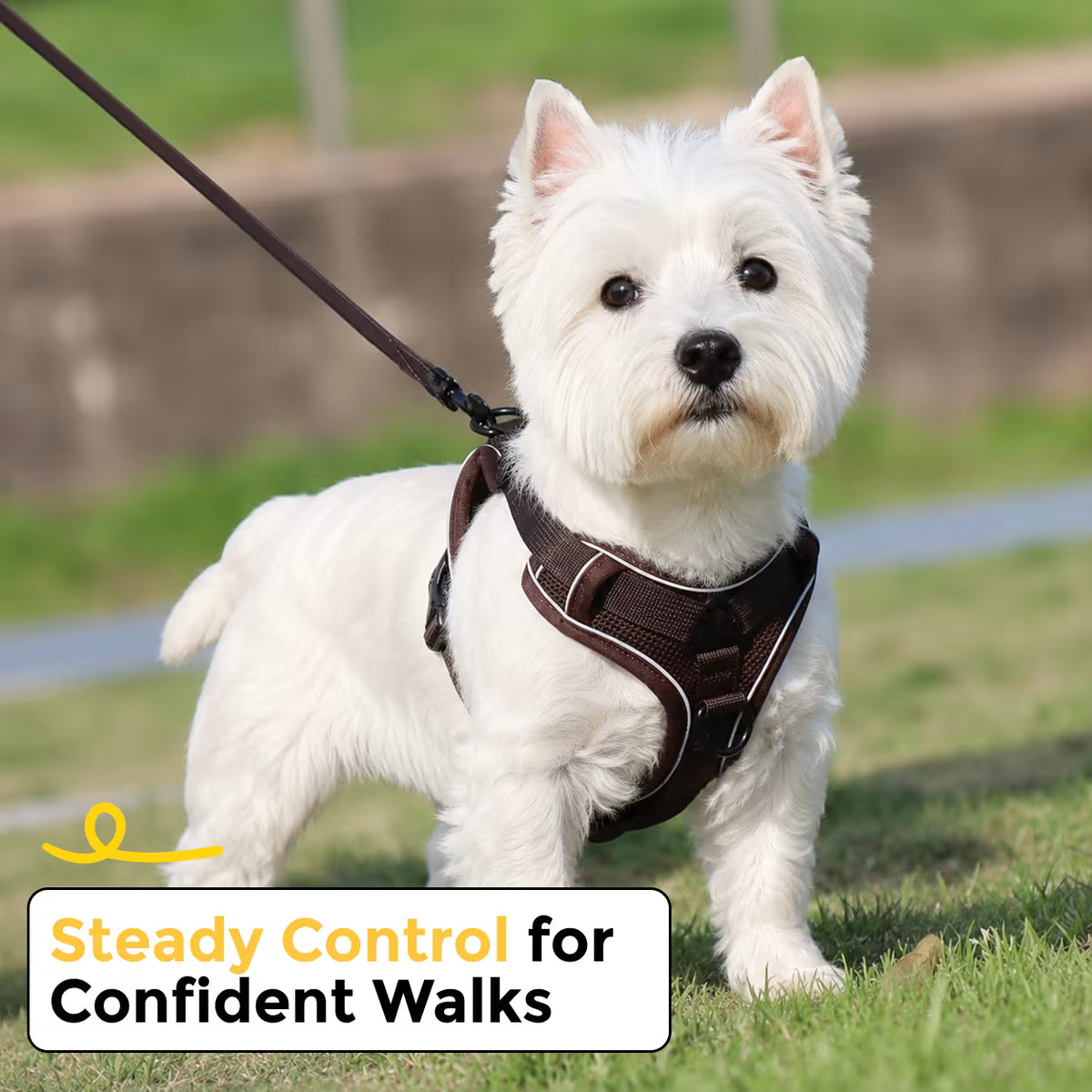 West Highland White Terrier standing on grass wearing a brown SecureFit harness with leash attached, offering steady control for confident walks