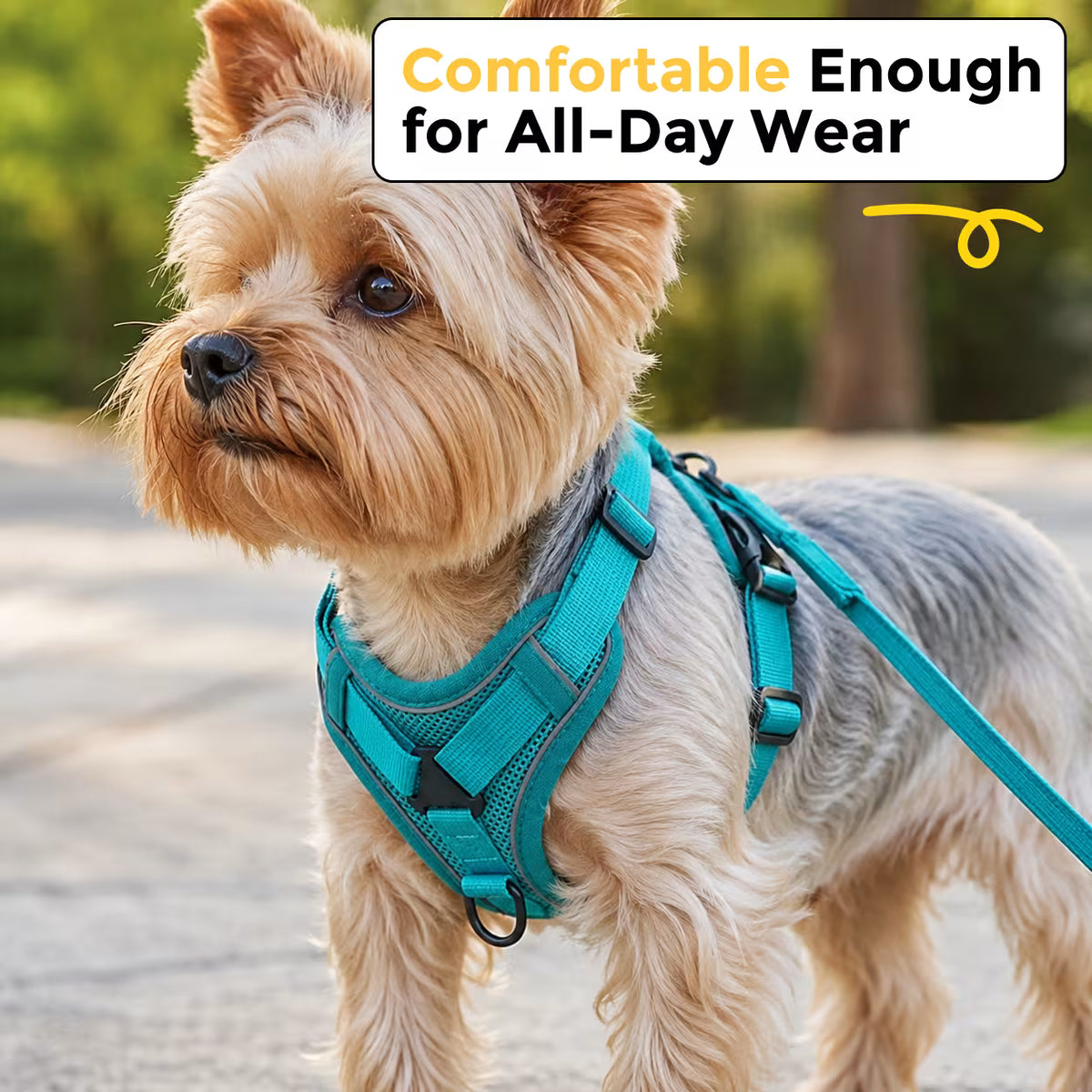 Yorkshire Terrier standing outdoors wearing a teal SecureFit harness with leash attached, comfortable enough for all-day wear