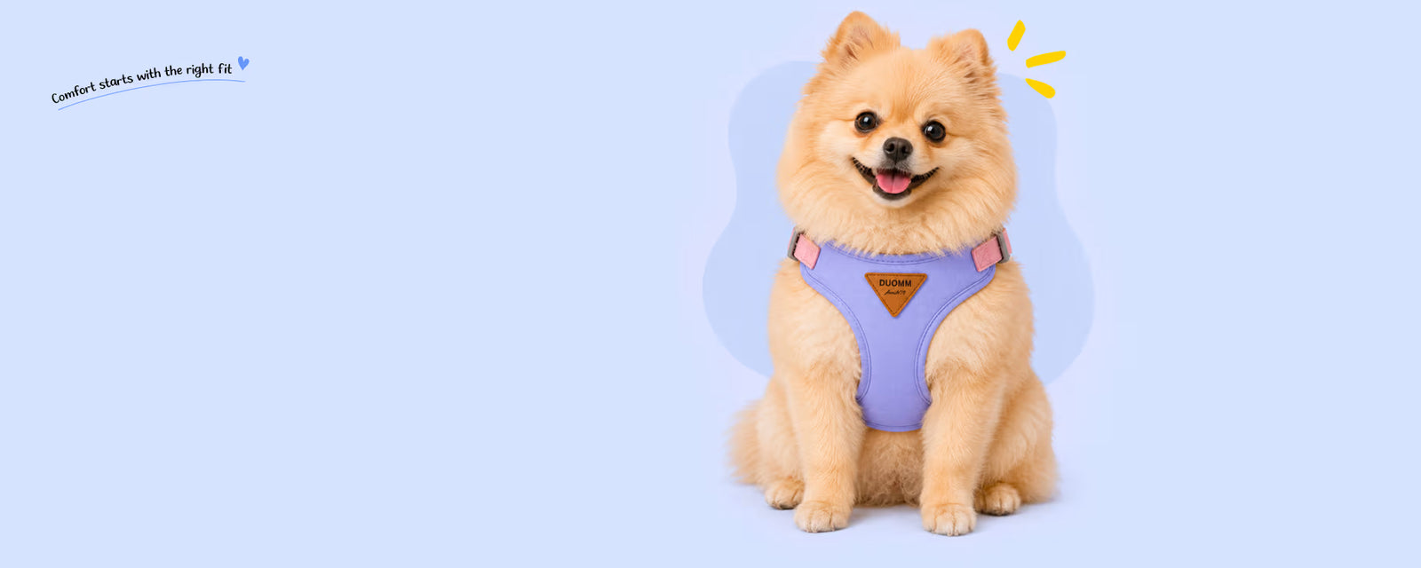 Pomeranian sitting and wearing a purple vest harness for small dogs on a light blue background