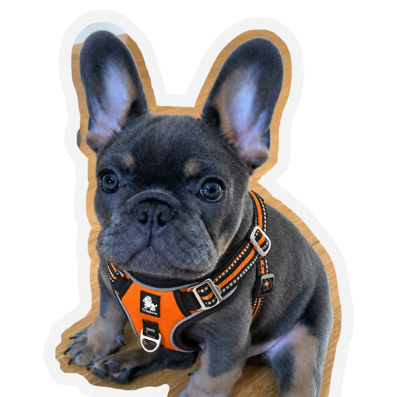 Customer review photo of Bruno, a blue French Bulldog puppy wearing an orange small dog harness indoors