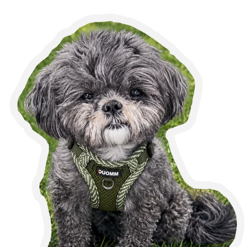 Customer review photo of Gizmo, a grey Shih Tzu sitting on grass wearing a green mesh small dog harness
