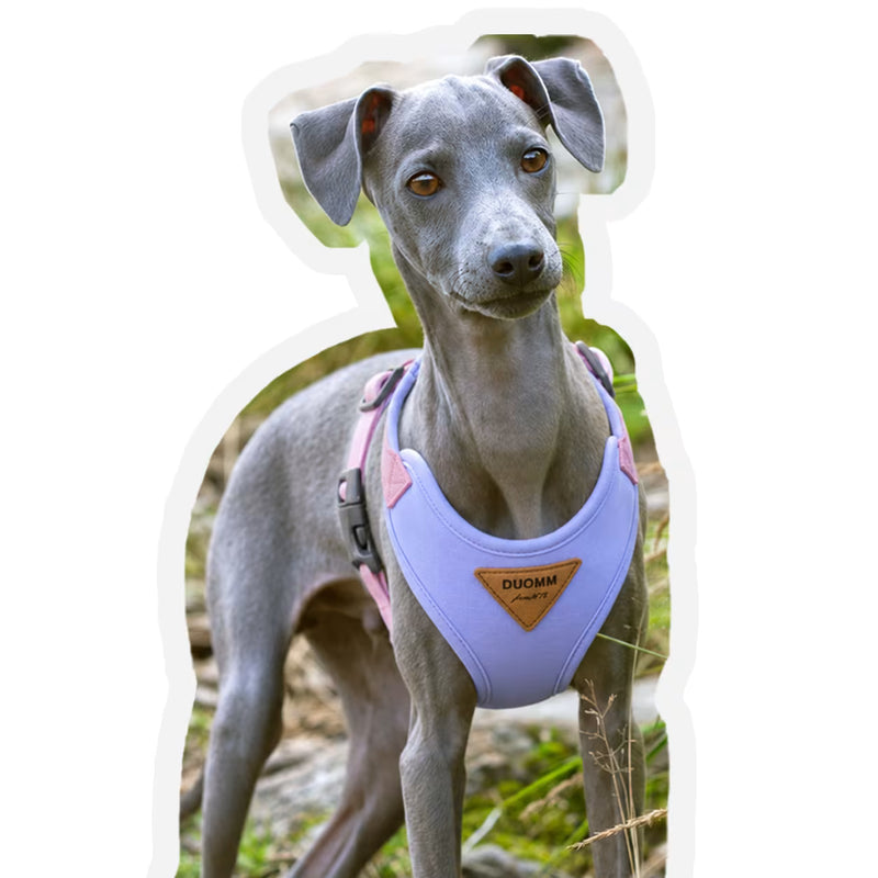 Customer review photo of Luna, an Italian Greyhound standing outdoors wearing a purple small dog vest harness