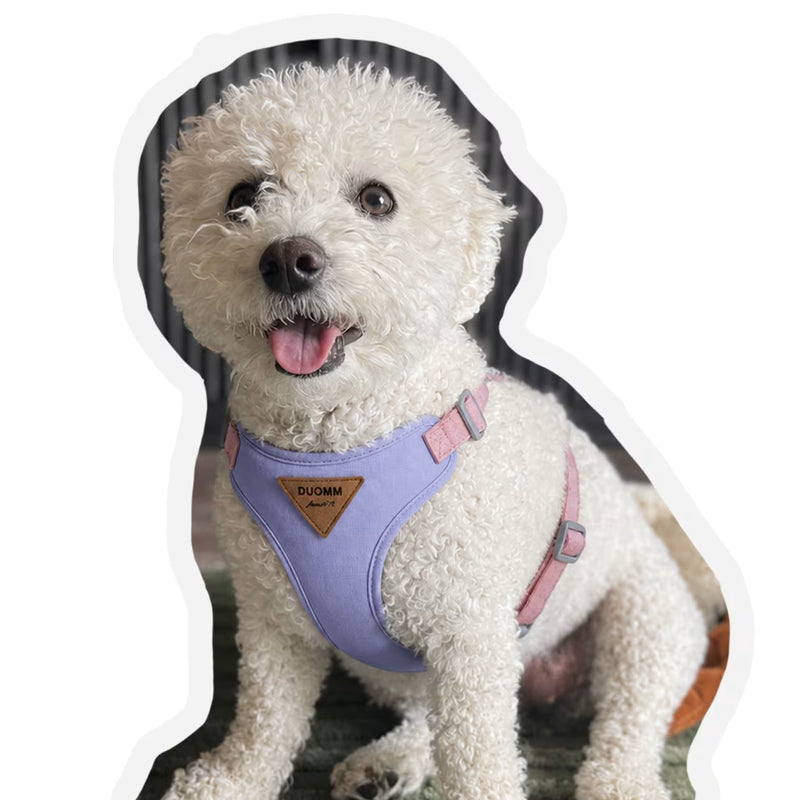 Customer review photo of Marshmallow, a white Bichon sitting indoors wearing a purple small dog vest harness