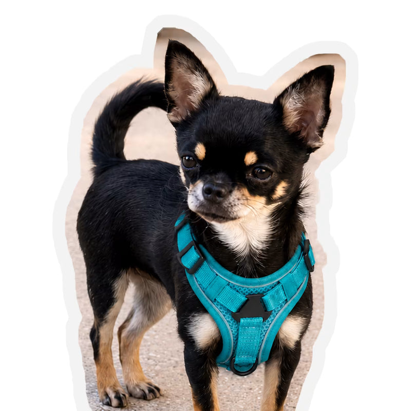 Customer review photo of Mochi, a black and tan Chihuahua standing outside wearing a teal small dog harness
