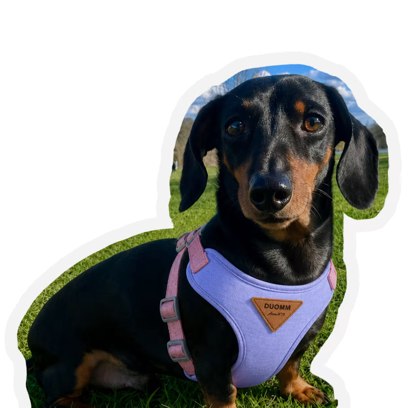 Customer review photo of Otto, a Dachshund sitting on grass wearing a purple small dog vest harness
