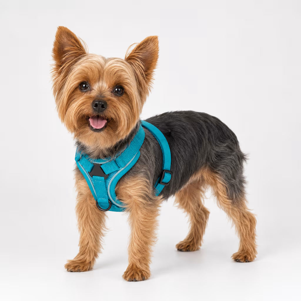Yorkshire Terrier wearing the SecureFit Harness in turquoise with a reflective trim and a front D-ring.