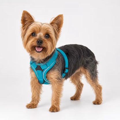 Yorkshire Terrier wearing the SecureFit Harness in turquoise with a reflective trim and a front D-ring.