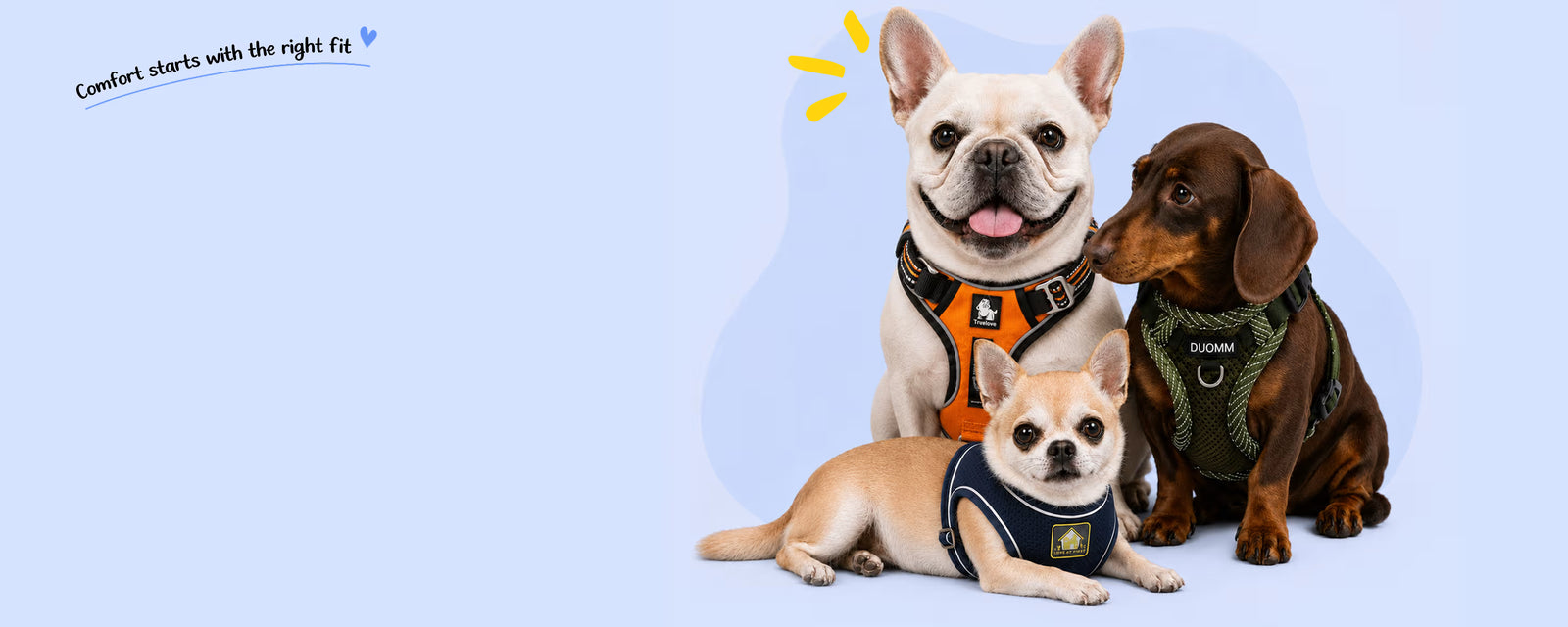 Three small dogs, a French Bulldog, a Chihuahua and a Dachshund, wearing small dog harnesses on a light blue background