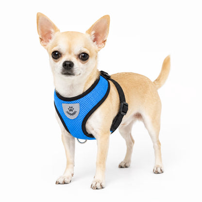 Smooth-coat Chihuahua wearing the SoftVest Harness in blue with breathable mesh panels and an adjustable back strap.