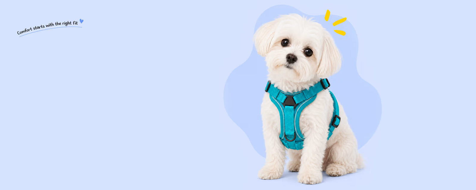 Small white Maltese sitting and wearing a teal step-in harness for small dogs on a light blue background