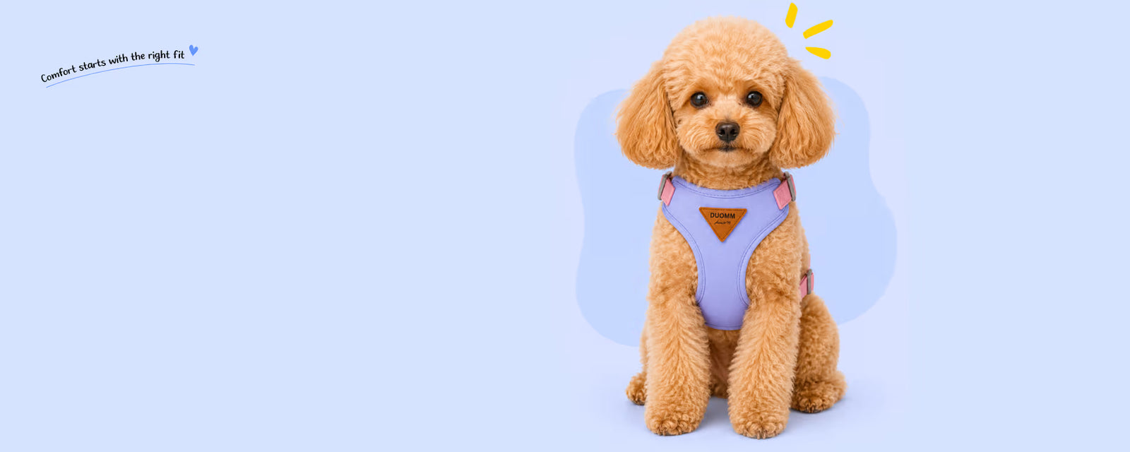 Toy Poodle sitting and wearing a purple vest harness for small dogs on a light blue background