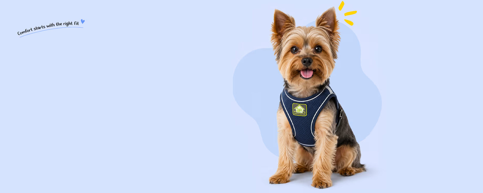 Yorkshire Terrier sitting and wearing a navy blue mesh harness for small dogs on a light blue background