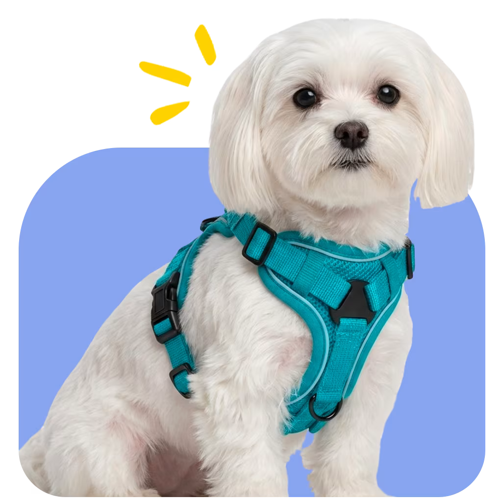 Maltese wearing the SecureFit Harness with a closer everyday mesh fit and secure hold through daily movement