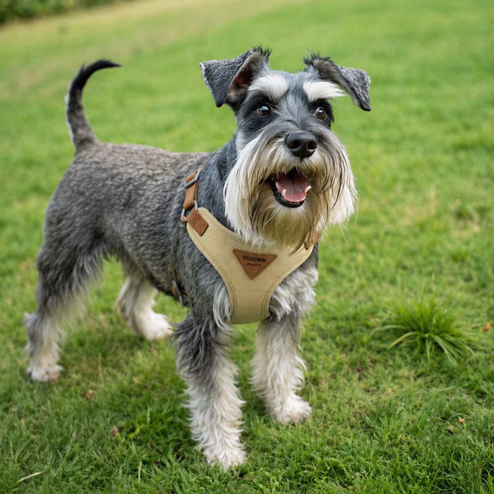 Miniature Schnauzer wearing the SmoothWrap Harness with even chest wrap and secure body coverage for a balanced everyday fit
