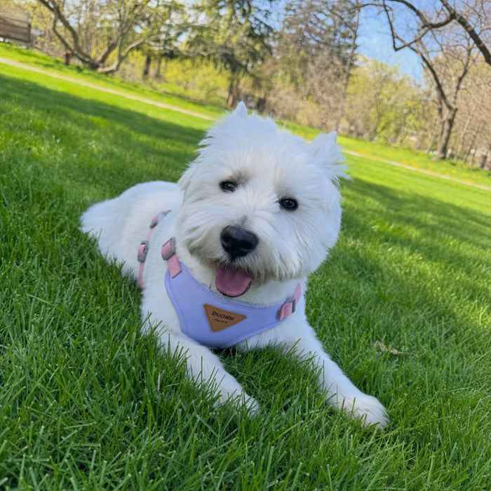 West Highland White Terrier wearing the SmoothWrap Harness with a gentle padded fit and secure everyday support on the grass