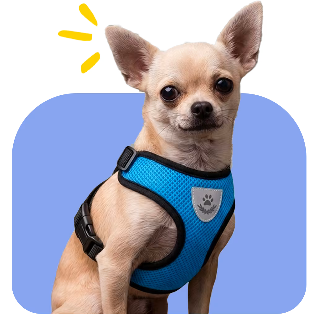 Chihuahua wearing the SoftVest Harness with balanced chest coverage and scaled fit for small breed proportions